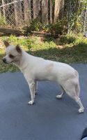 Chihuahua Puppies for sale in North Lauderdale, Florida. price: $200