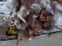 Chihuahua Puppies for sale in New Britain, Connecticut. price: $750