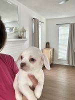 Chihuahua Puppies for sale in Charlotte, North Carolina. price: $300