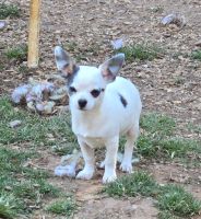 Chihuahua Puppies for sale in Cullowhee, North Carolina. price: $1,000