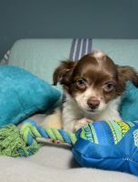 Chihuahua Puppies for sale in Albuquerque, NM, USA. price: $1,600