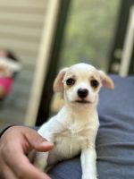 Chihuahua Puppies for sale in Charlotte, North Carolina. price: $400