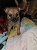 Chihuahua Puppies for sale in West New York, New Jersey. price: NA