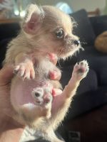 Chihuahua Puppies for sale in La Vergne, Tennessee. price: $370
