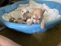 Chihuahua Puppies for sale in Urbana, Ohio. price: $900