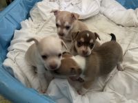 Chihuahua Puppies for sale in Urbana, Ohio. price: $700