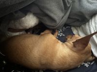 Chihuahua Puppies for sale in Carson, California. price: $2,500