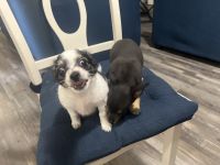 Chihuahua Puppies for sale in Dallas, Texas. price: $180