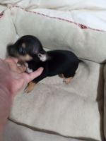 Chihuahua Puppies for sale in Shallotte, North Carolina. price: $300