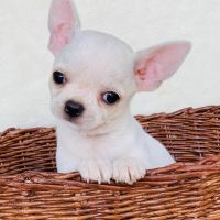 Chihuahua Puppies for sale in Las Vegas, Nevada. price: $500