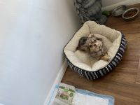 Chihuahua Puppies for sale in New York, NY, USA. price: $725
