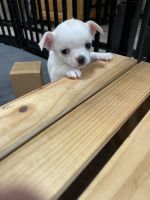 Chihuahua Puppies for sale in Cahaba Heights, Alabama. price: $1,500