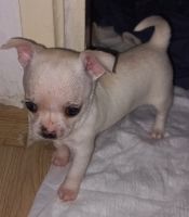 Chihuahua Puppies for sale in Marmaris, Mugla. price: 10,000 TRY