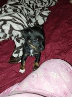 Chihuahua Puppies for sale in Columbus, Ohio. price: $300