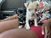 Chihuahua Puppies for sale in Hollywood, Florida. price: $800