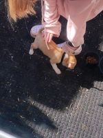 Chihuahua Puppies for sale in Hagerstown, Maryland. price: $500