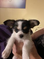 Chihuahua Puppies for sale in Yukon, Oklahoma. price: $500
