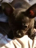 Chihuahua Puppies for sale in Burlington, Vermont. price: $500