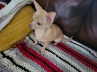 Chihuahua Puppies for sale in Dry Prong, Louisiana. price: $500