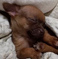 Chihuahua Puppies for sale in San Angelo, Texas. price: $40,000
