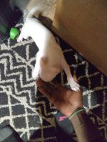 Chihuahua Puppies for sale in Pioneer, Louisiana. price: $126