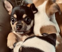 Chihuahua Puppies for sale in Baton Rouge, Louisiana. price: $500