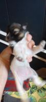 Chihuahua Puppies for sale in Monticello, Kentucky. price: $60,000