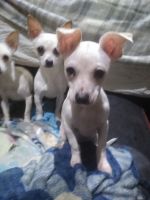 Chihuahua Puppies for sale in Corfu, New York. price: $1,000