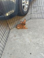 Chihuahua Puppies for sale in Riverside Airport, Riverside, CA, USA. price: $250