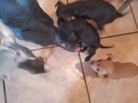 Chihuahua Puppies for sale in Tice, Florida. price: $20,000