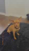 Chihuahua Puppies for sale in Milwaukee, Wisconsin. price: NA