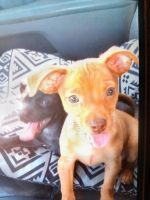 Chihuahua Puppies for sale in Texas City, Texas. price: $150