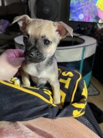 Chihuahua Puppies for sale in Detroit, Michigan. price: $350