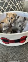 Chihuahua Puppies for sale in Matamoras, Pennsylvania. price: $2,500