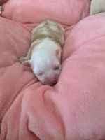 Chihuahua Puppies for sale in Ormond Beach, Florida. price: $285,000