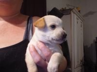 Chihuahua Puppies for sale in Avondale, Arizona. price: $120