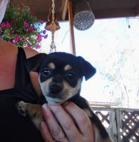 Chihuahua Puppies for sale in Avondale, Arizona. price: $100