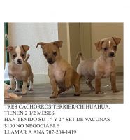 Chihuahua Puppies for sale in Vallejo, California. price: $100