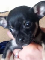 Chihuahua Puppies for sale in Phoenix, Arizona. price: $40