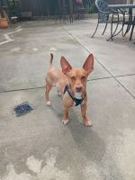 Chihuahua Puppies for sale in California City, California. price: $350