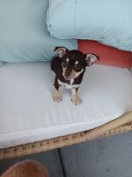 Chihuahua Puppies for sale in Myrtle Beach, South Carolina. price: $300