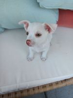 Chihuahua Puppies for sale in Myrtle Beach, South Carolina. price: $300