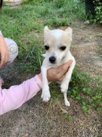 Chihuahua Puppies for sale in Brooksville, Florida. price: $250