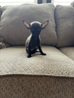 Chihuahua Puppies for sale in Pearland, Texas. price: $450
