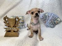 Chihuahua Puppies for sale in Stroudsburg, Pennsylvania. price: $1,100