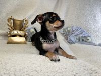 Chihuahua Puppies for sale in Stroudsburg, Pennsylvania. price: $950