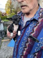 Chihuahua Puppies for sale in Vancouver, WA 98661, USA. price: $400
