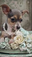 Chihuahua Puppies for sale in Pomona, CA, USA. price: $1,400
