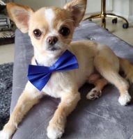 Chihuahua Puppies for sale in Orlando, Florida. price: $400