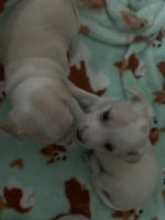 Chihuahua Puppies for sale in Jamesville, North Carolina. price: $400